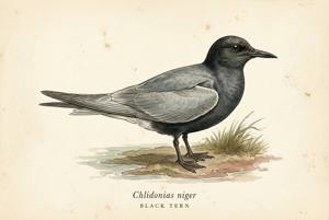 Black Tern illustration