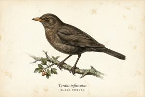 Black Thrush illustration