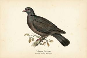 Black Wood-Pigeon illustration