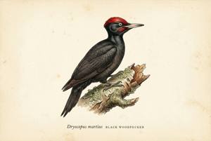 Black Woodpecker illustration