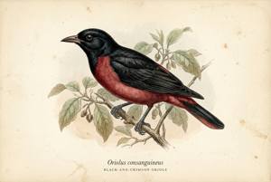 Black-and-crimson Oriole illustration