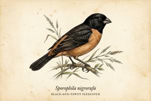 Black-and-tawny Seedeater illustration
