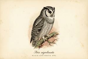 Black-and-white Owl illustration