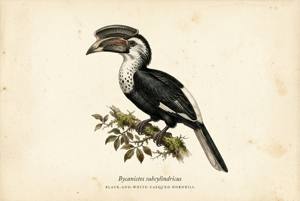 Black-and-white-casqued Hornbill illustration