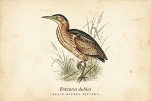 Black-backed Bittern illustration