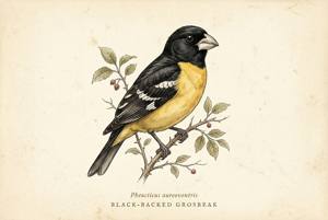 Black-backed Grosbeak illustration