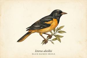 Black-backed Oriole illustration