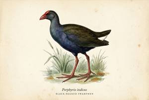 Black-backed Swamphen illustration