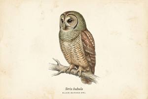 Black-banded Owl illustration