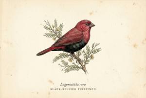 Black-bellied Firefinch illustration