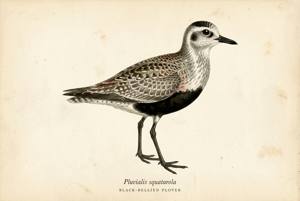 Black-bellied Plover illustration