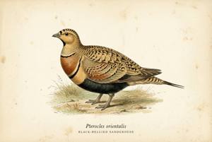 Black-bellied Sandgrouse illustration