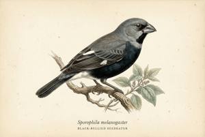 Black-bellied Seedeater illustration