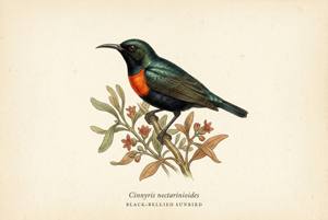 Black-bellied Sunbird illustration