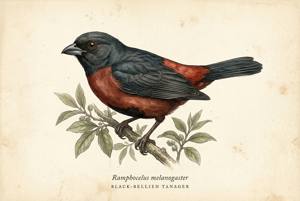 Black-bellied Tanager illustration