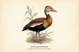 Black-bellied Whistling-Duck illustration