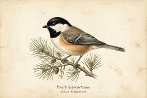 Black-bibbed Tit illustration