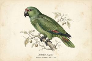 Black-billed Amazon illustration