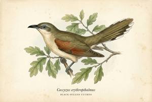 Black-billed Cuckoo illustration