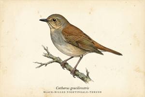 Black-billed Nightingale-Thrush illustration