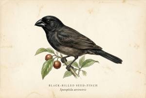 Black-billed Seed-Finch illustration