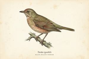 Black-billed Thrush illustration