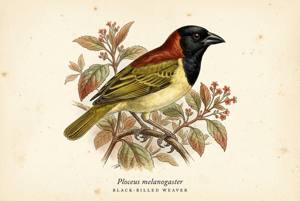 Black-billed Weaver illustration
