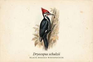 Black-bodied Woodpecker illustration