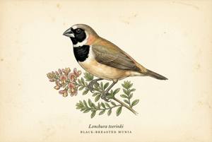 Black-breasted Munia illustration