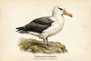 Black-browed Albatross illustration