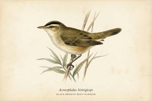 Black-browed Reed Warbler illustration
