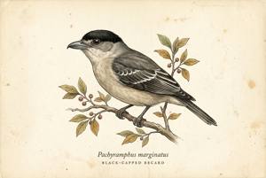 Black-capped Becard illustration