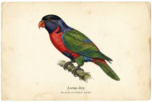 Black-capped Lory illustration