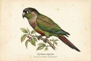Black-capped Parakeet illustration