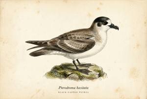 Black-capped Petrel illustration