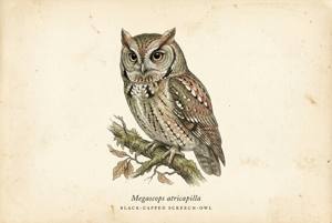 Black-capped Screech-Owl illustration