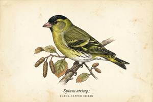 Black-capped Siskin illustration