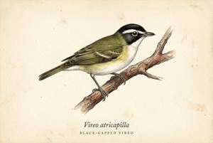 Black-capped Vireo illustration