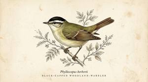 Black-capped Woodland-Warbler illustration