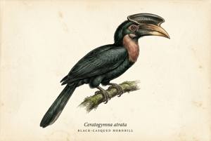 Black-casqued Hornbill illustration