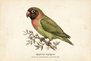 Black-cheeked Lovebird illustration