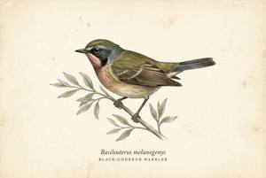 Black-cheeked Warbler illustration