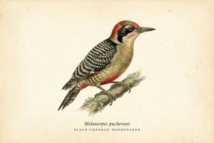 Black-cheeked Woodpecker illustration