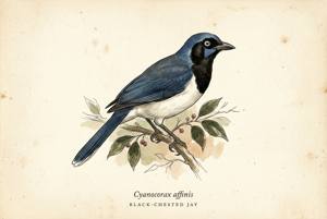 Black-chested Jay illustration