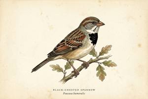 Black-chested Sparrow illustration
