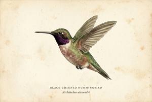 Black-chinned Hummingbird illustration