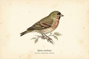 Black-chinned Siskin illustration