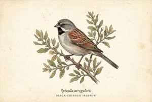 Black-chinned Sparrow illustration