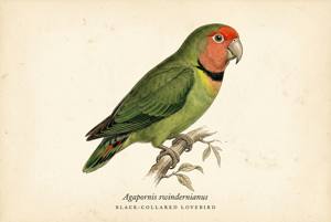 Black-collared Lovebird illustration