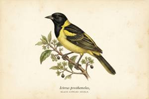 Black-cowled Oriole illustration